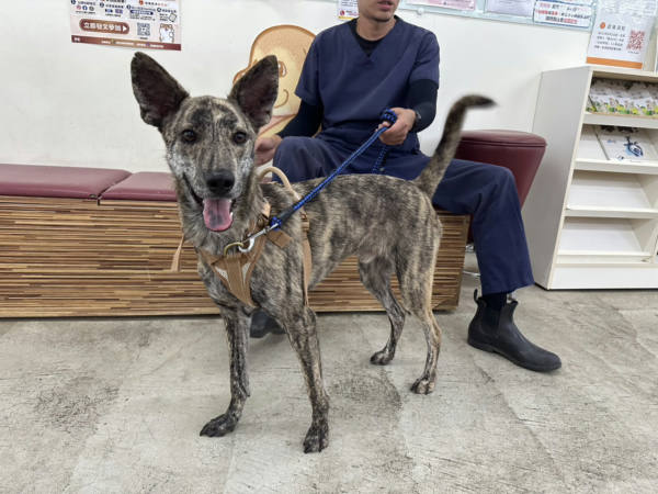 台北市待認養狗 混種犬