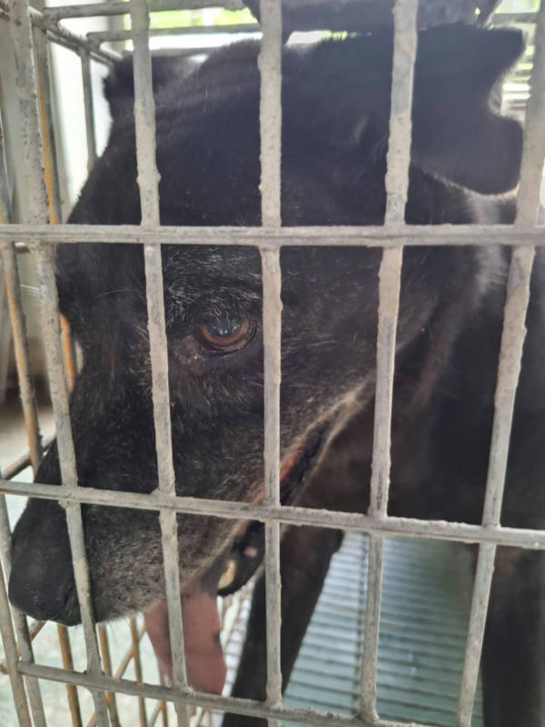 台南市待認養狗 混種犬