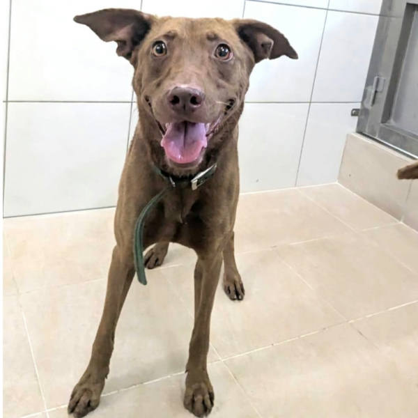 新竹縣待認養狗 混種犬