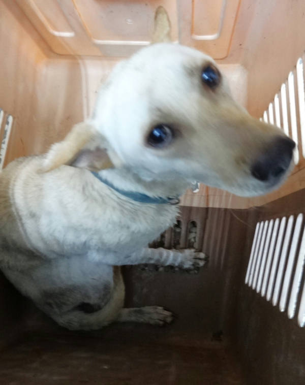宜蘭縣待認養狗 混種犬