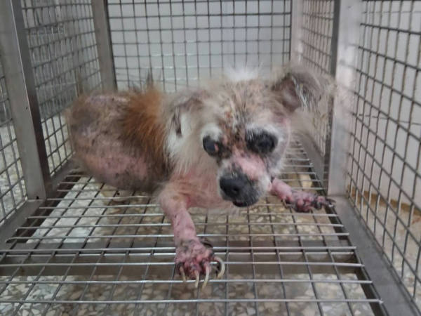 高雄市待認養狗 吉娃娃犬