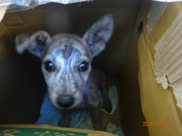台東縣待認養狗 混種犬