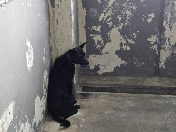 新竹市待認養狗 混種犬