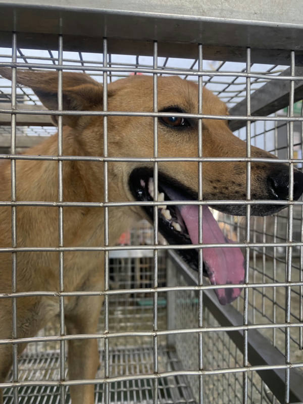 台南市待認養狗 混種犬