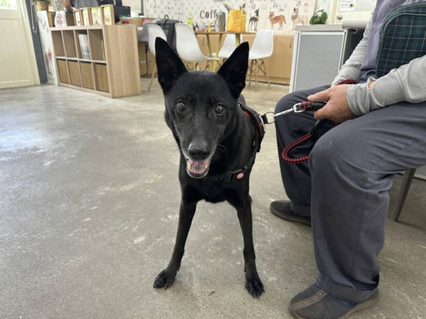 台北市待認養狗 混種犬