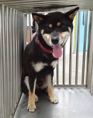 台中市待認養狗｜柴犬｜黑棕色｜公