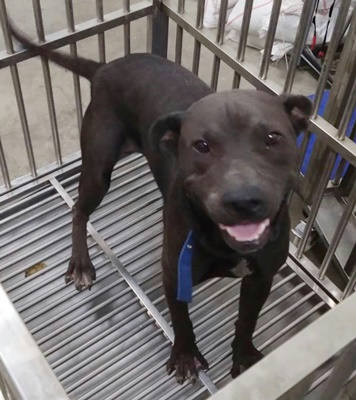 台中市待認養狗 混種犬