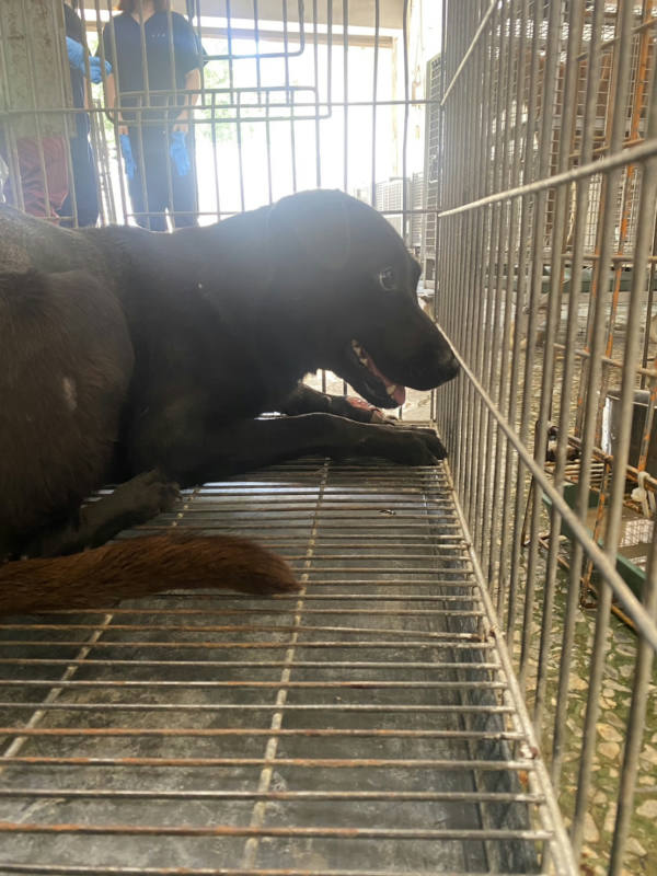 台南市待認養狗 混種犬