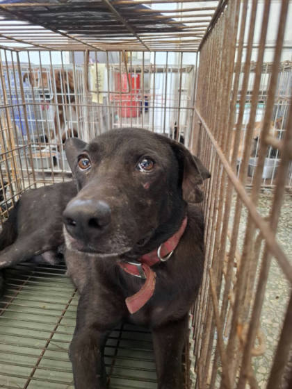 台南市待認養狗｜混種犬｜黑色｜公