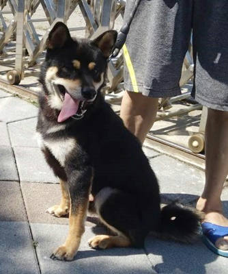 台中市待認養狗｜柴犬｜黑棕色｜公