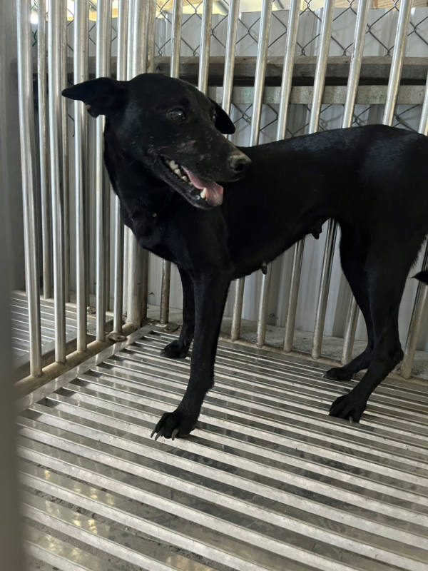 彰化縣待認養狗 混種犬