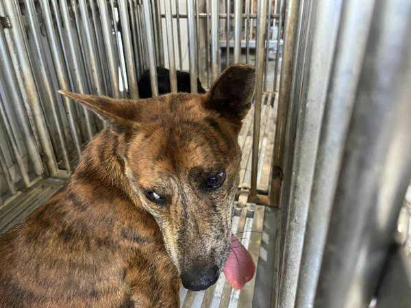 彰化縣待認養狗 混種犬