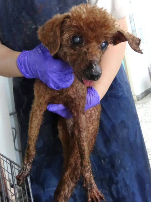 宜蘭縣待認養狗 貴賓犬
