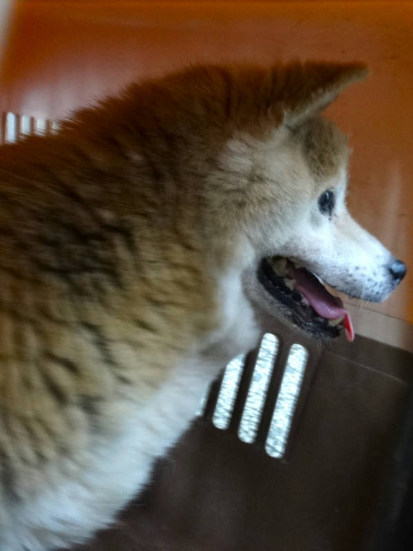 宜蘭縣待認養狗 柴犬