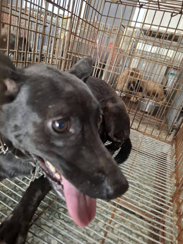 台南市待認養狗 混種犬