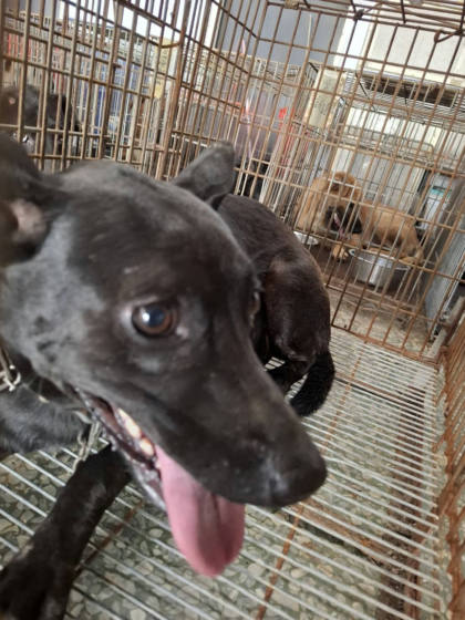 台南市待認養狗｜混種犬｜黑色｜母
