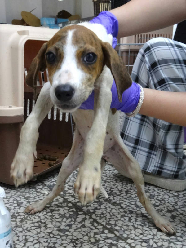 宜蘭縣待認養狗 混種犬