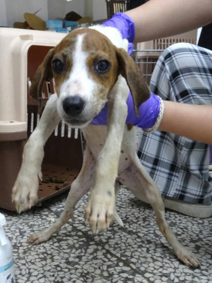 宜蘭縣待認養狗｜混種犬｜棕白色｜母