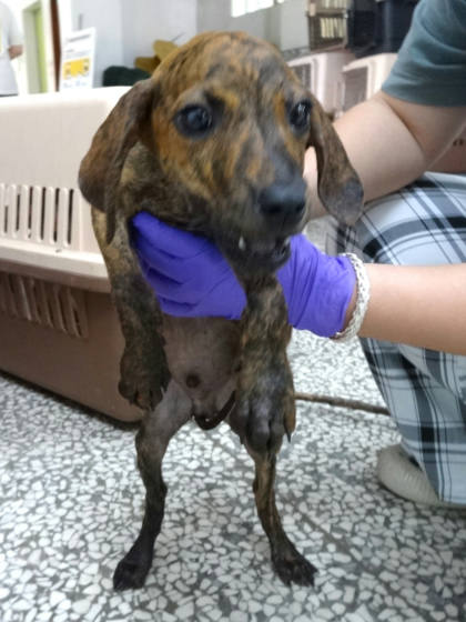 宜蘭縣待認養狗｜混種犬｜虎斑色｜公