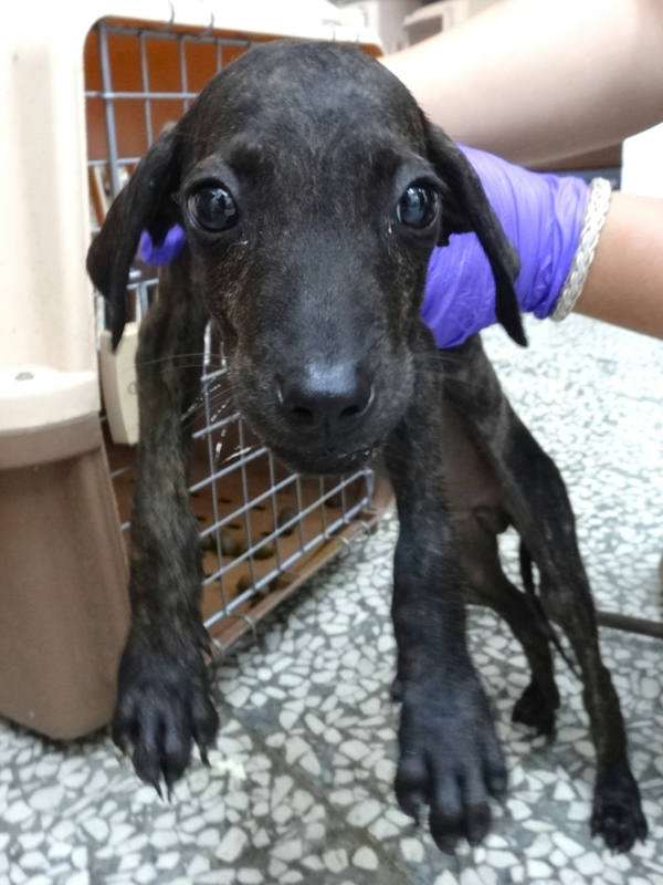 宜蘭縣待認養狗 混種犬