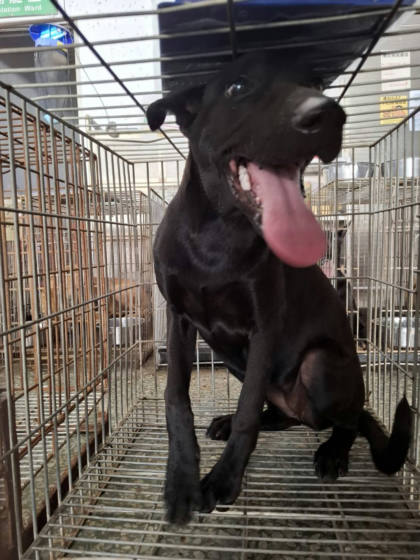 台南市待認養狗｜混種犬｜黑色｜母