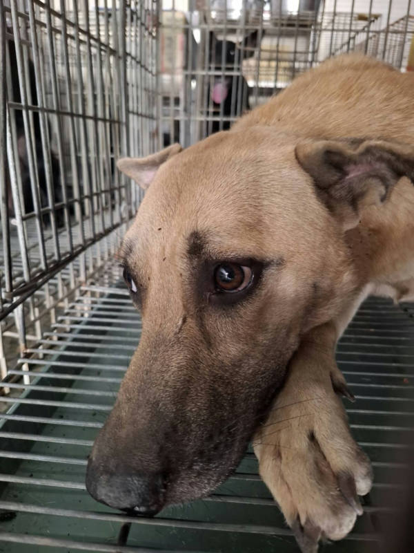 台南市待認養狗 混種犬