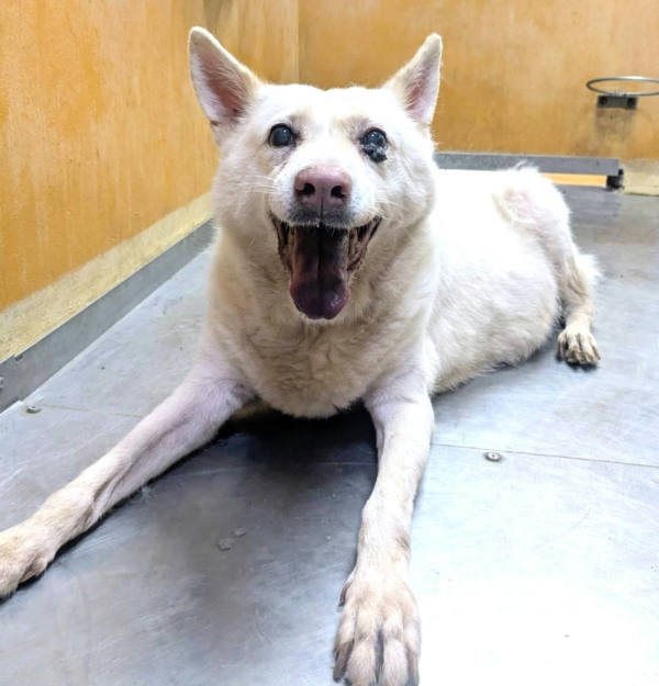 新竹縣待認養狗 混種犬