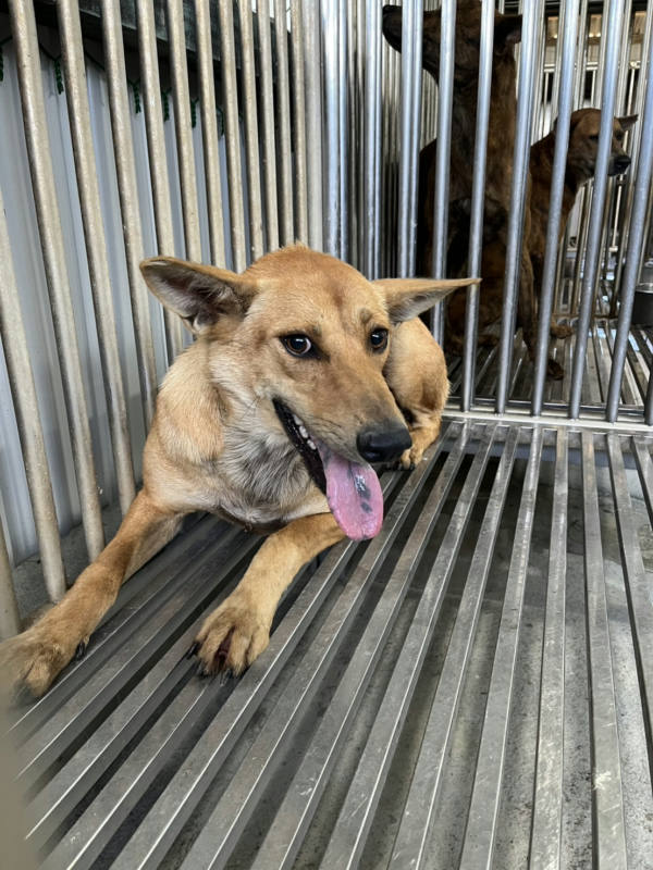 彰化縣待認養狗 混種犬