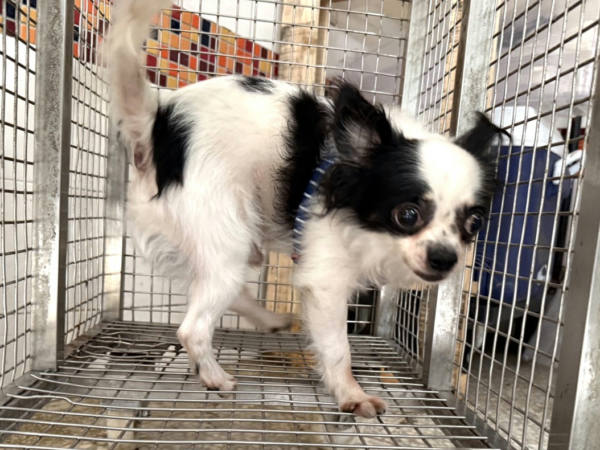 高雄市待認養狗 吉娃娃犬