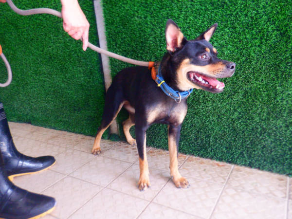 南投縣待認養狗 混種犬