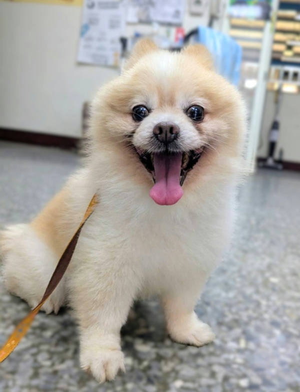 新竹縣待認養狗 博美犬