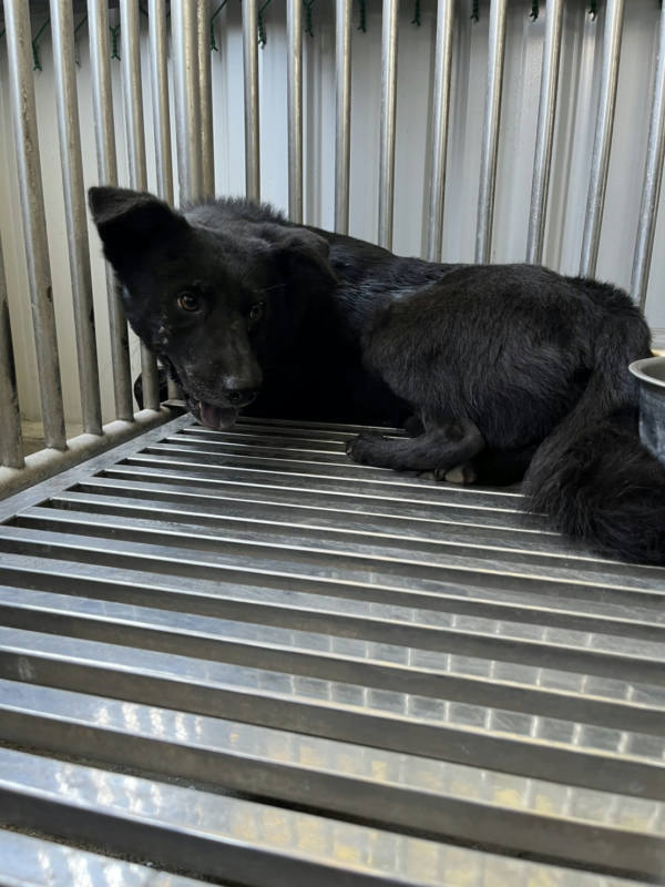 彰化縣待認養狗 混種犬