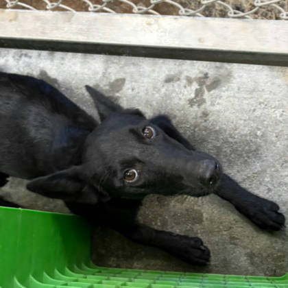 台東縣待認養狗｜混種犬｜黑色｜母