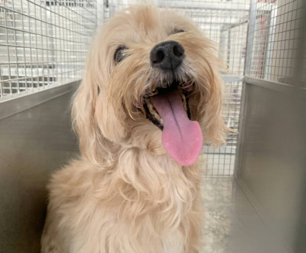 台北市待認養狗 貴賓犬