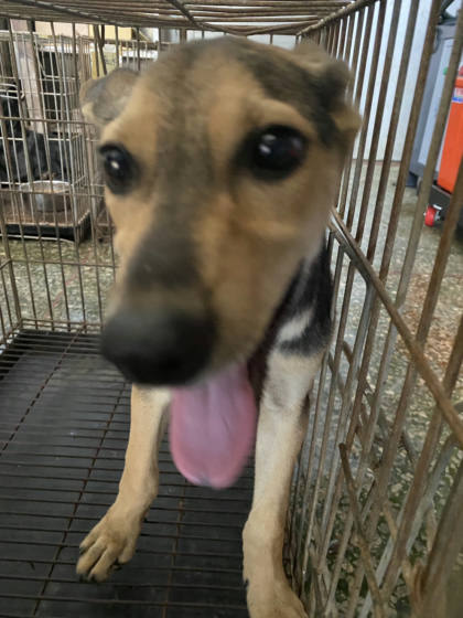 台南市待認養狗｜混種犬｜黑黃色｜公