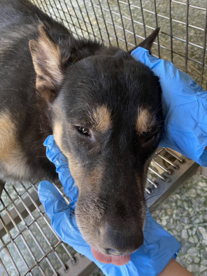 台南市待認養狗｜混種犬｜母