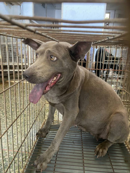 台南市待認養狗｜混種犬｜黑色｜母