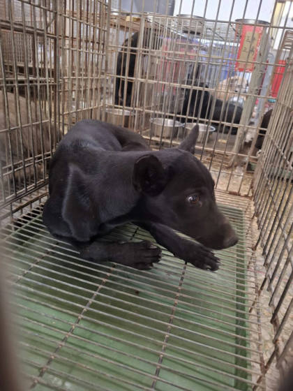 台南市待認養狗｜混種犬｜黑色｜母