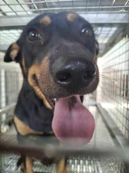 台南市待認養狗｜混種犬｜黑黃色｜公