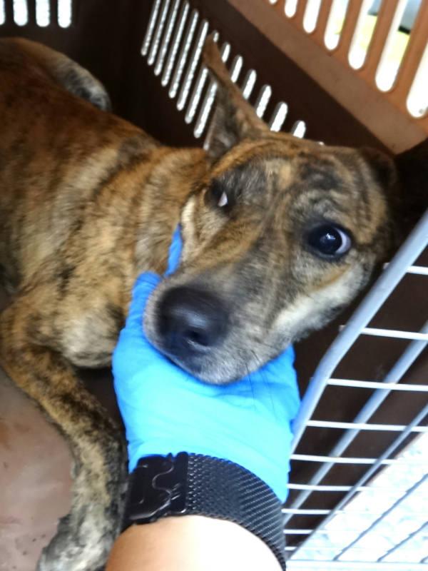 宜蘭縣待認養狗 混種犬