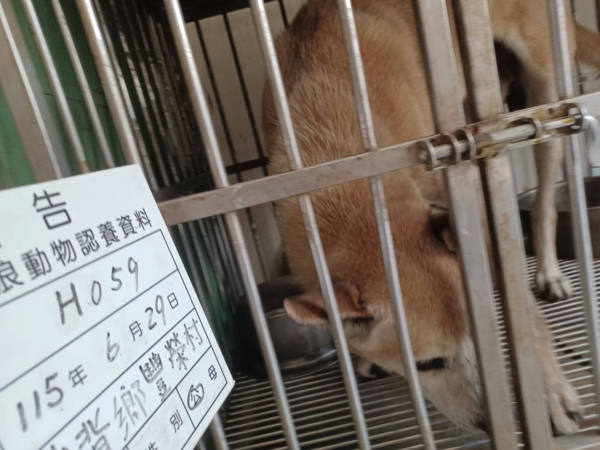 雲林縣待認養狗 混種犬