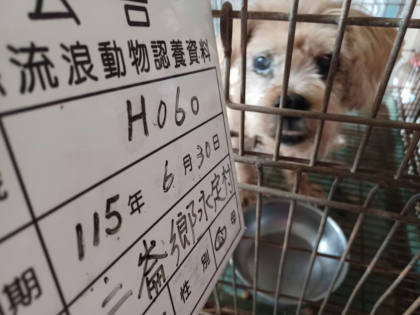 雲林縣待認養狗｜混種犬｜黃色｜公