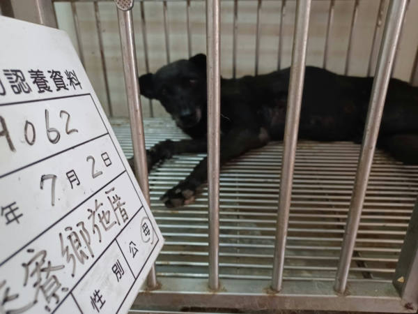 雲林縣待認養狗 混種犬