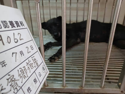 雲林縣待認養狗｜混種犬｜黑色｜母