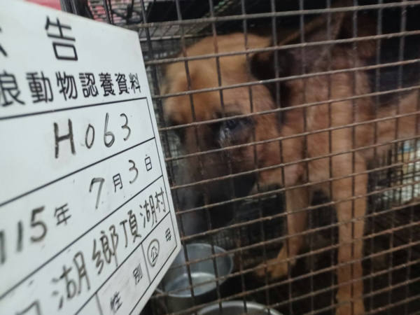 雲林縣待認養狗 德國狼犬(德國牧羊犬)