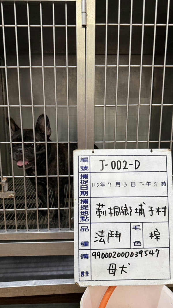 雲林縣待認養狗 法國鬥牛犬