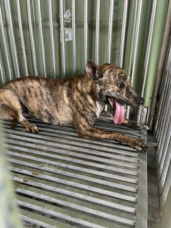 彰化縣待認養狗 混種犬