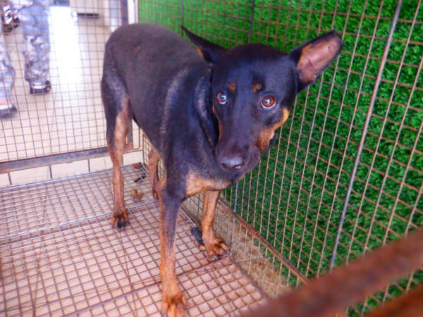 南投縣待認養狗 混種犬
