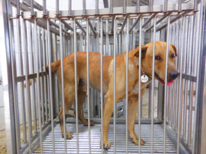 南投縣待認養狗｜混種犬｜黃色｜公
