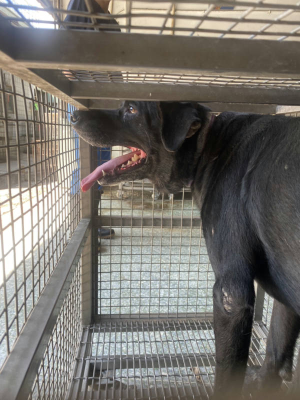 台南市待認養狗 混種犬